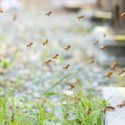 ケミカルフリーの養蜂で、ミツバチと共生した持続可能な地球へ