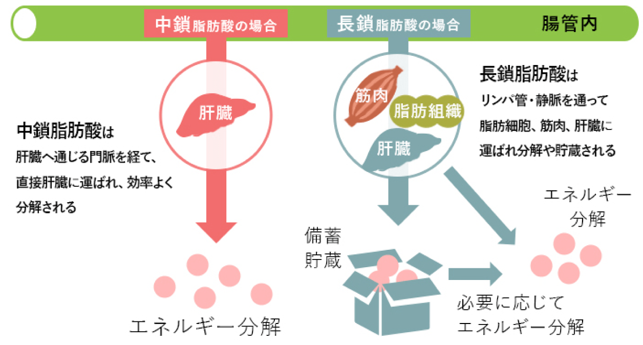 ココナッツオイルの選び方 公式 ココウェル